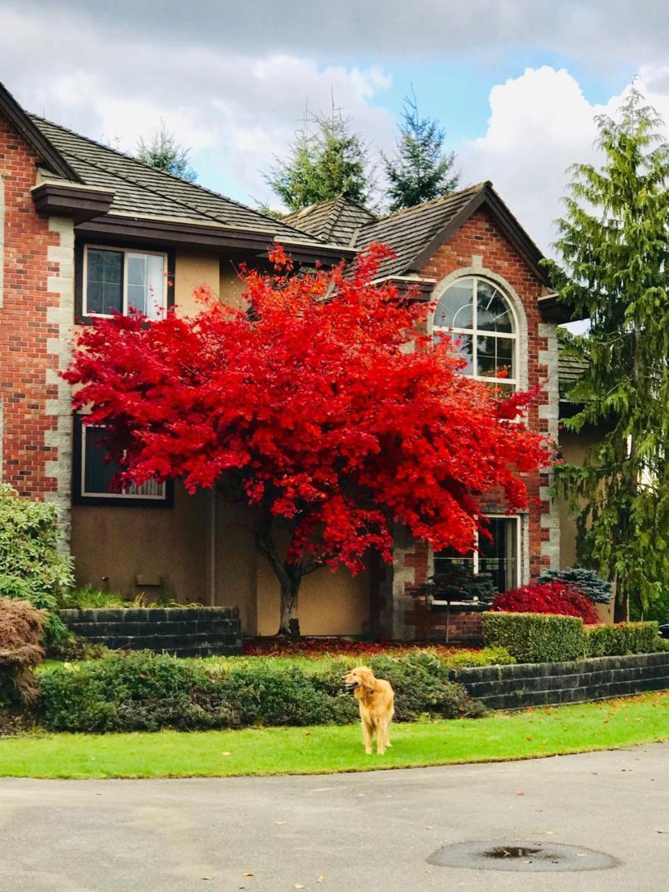 Cedar Manor Bed And Breakfast Pitt Meadows Esterno foto