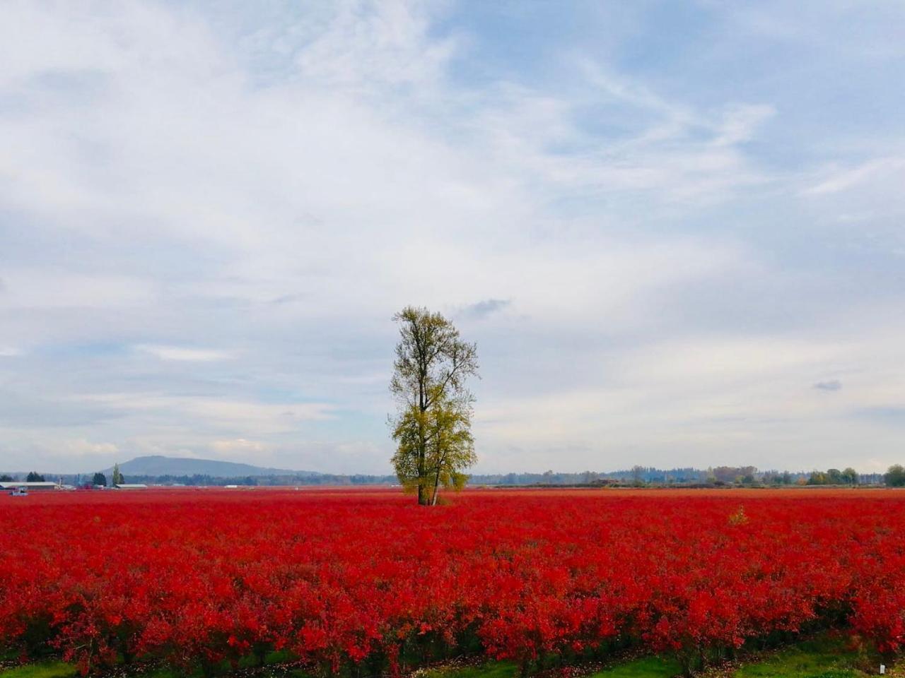Cedar Manor Bed And Breakfast Pitt Meadows Esterno foto